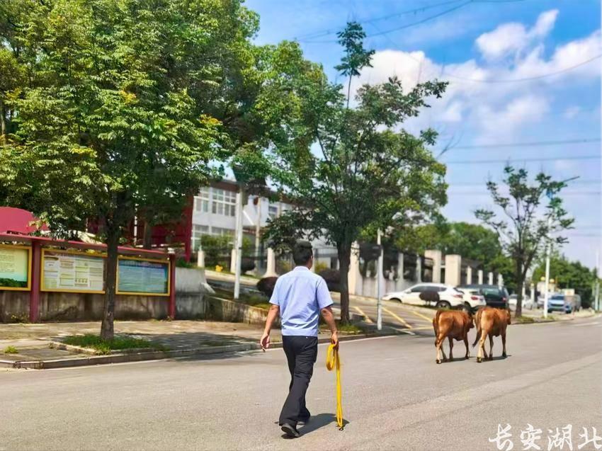蔡甸区分局-民警烈日下当起“临时牛倌”1.png