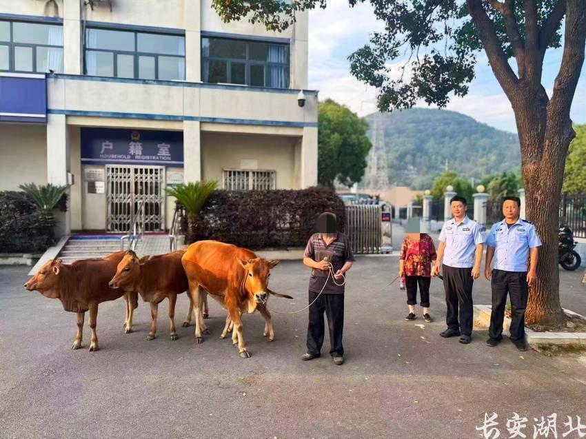 蔡甸区分局-民警烈日下当起“临时牛倌”2.png