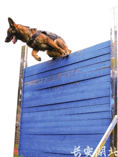 市公安局1-警犬在基地训练.jpg